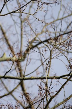 Acer platanoides ağacı Şubat 'ta büyüyor. Acer platanoides, Norveç akçaağaç türü. Berlin, Almanya, Avrupa.                                