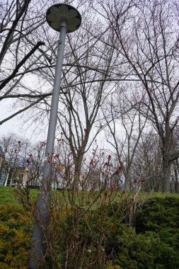 Rosa Canina ve meyveleri Mart ayında parkta yetişir. Rosa canina (köpek gülü), değişken, yaban gülü türüdür. Berlin, Almanya. 