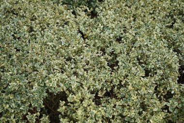 Euonymus 'un fal çalıları Mart' ta büyüyor. Euonymus fortune, kısaca Euonymus Fortune 's spindle (kısaca Euonymus fortune), çiçekli bir bitki türüdür. Berlin, Almanya, Avrupa. 