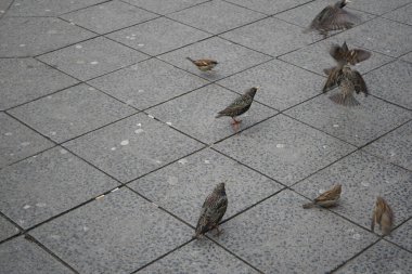 Mart ayında Sturnus vulgaris ve Passer domesticus kuşları kaldırım taşlarında yürür. Sığırcıkgiller (Sturnus vulgaris), sığırcıkgiller (Sturnidae) familyasından bir sığırcık türü. Berlin, Almanya, Avrupa.