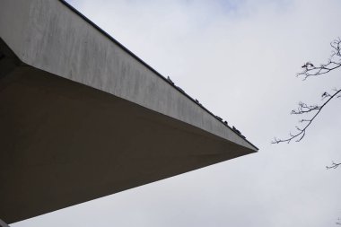 Güvercinler, Columba Livia, Mart ayında bir binanın çatısına tünemişler. Kaya güvercini, kaya güvercini ve güvercin Columba livya, Columbidae kuş familyasının bir üyesidir. Berlin, Almanya, Avrupa.                                