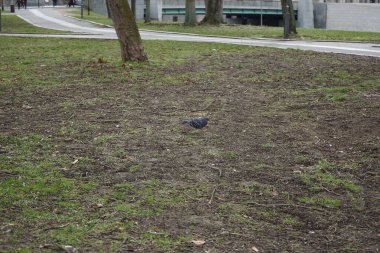 Bir güvercin, Columba Livia forma domestica, Mart ayında bir parkta çimlerde geziniyor. Kaya güvercini, kaya güvercini ve güvercin Columba livya, Columbidae kuş familyasının üyeleridir. Berlin, Almanya, Avrupa.   