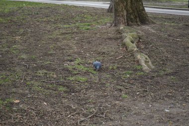 Bir güvercin, Columba Livia forma domestica, Mart ayında bir parkta çimlerde geziniyor. Kaya güvercini, kaya güvercini ve güvercin Columba livya, Columbidae kuş familyasının üyeleridir. Berlin, Almanya, Avrupa.   