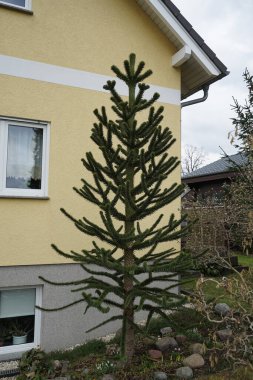 Araucaria araucana grows in the garden in March. Araucaria is a genus of evergreen coniferous trees in the family Araucariaceae. Berlin, Germany, Europe.                                