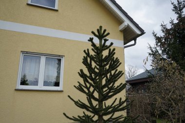 Araucaria araucana grows in the garden in March. Araucaria is a genus of evergreen coniferous trees in the family Araucariaceae. Berlin, Germany, Europe.                                