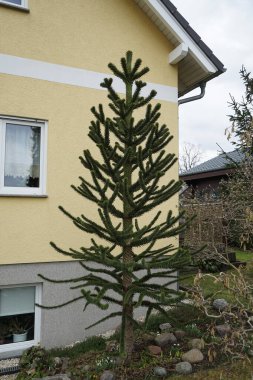 Araucaria araucana grows in the garden in March. Araucaria is a genus of evergreen coniferous trees in the family Araucariaceae. Berlin, Germany, Europe.                                