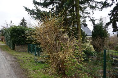 Lonicera fragrantissima blooms in March. L. fragrantissima is a species of flowering plant in the honeysuckle family Caprifoliaceae, known by the common names winter-flowering honeysuckle, fragrant honeysuckle, kiss-me-at-the-gate. Berlin, Germany. 