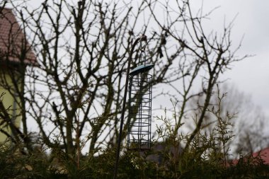 Kuş yemi Mart ayında bahçeye yerleştirilir. Kuş yemliği, kuş masası veya tepsi besleyicisi, kuşlara kuş yemi sağlamak için açık havada yerleştirilen bir cihazdır. Berlin, Almanya. 