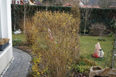 Forsythia çalısı Mart ayında sarı çiçeklerle çiçek açar. Forsythia, Oleaceae familyasından bir bitki cinsidir. Berlin, Almanya, Avrupa.