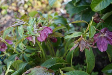 Helleborus x hybridus 'Rubra' martta bahçede çiçek açar. Helleborus, Ranunculaceae familyasından Helleborus familyasından bir bitki türü. Berlin, Almanya. 