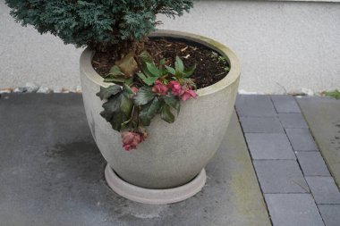 Helleborus Orientalis Mart ayında bir saksıda çiçek açar. Helleborus orientalis, Ranunculaceae familyasından çiçekli bir çiçek türü. Berlin, Almanya.