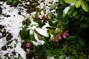 Helleborus x hybridus 'Rubra' Mart ayında kar altında çiçek açar. Helleborus, Ranunculaceae familyasından Helleborus familyasından bir bitki türü. Berlin, Almanya. 