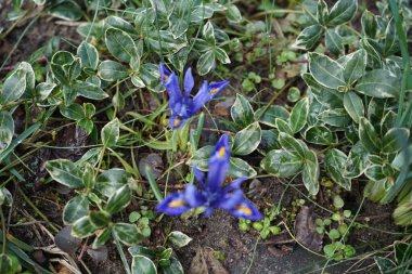 Iris reticulata 'Alida' Mart ayında mavi çiçeklerle açar. Iris reticulata, Iridaceae familyasından bir kuş türü. Berlin, Almanya.