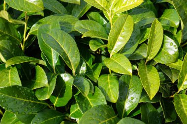 Prunus Laurocerasus Mart ayında bahçede yetişir. Prunus laurocerasus ya da Prunus laurocerasus, defne ve bazen de İngiliz defne kuşu, kiraz çiçeğinin yemyeşil bir türüdür. Berlin, Almanya, Avrupa. 