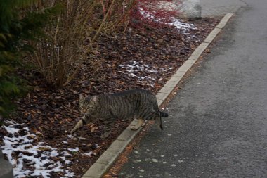 Mart ayında altın sarısı bir Avrupalı Kurzhaar kedisi dışarıda yürür. Avrupa Kısaltması (