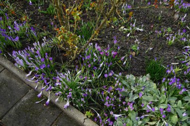 Crocus tommasinianus bitkileri Mart ayında bir çiçek tarhında mor ile çiçek açarlar. Crocus tommasinianus (