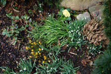 Mart ayında Crocus chrysanthus, Galanthus nivalis, Primula vulgaris, Pulmonaria officinalis ve Calluna vulgaris çiçek açmış. Berlin, Almanya. 