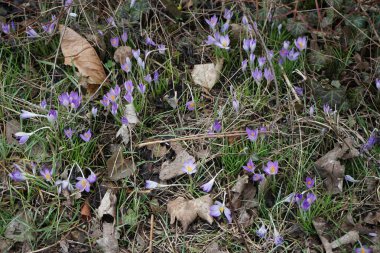 Crocus tommasinianus bitkileri Mart ayında mor çiçeklerle çiçek açarlar. Crocus tommasinianus (