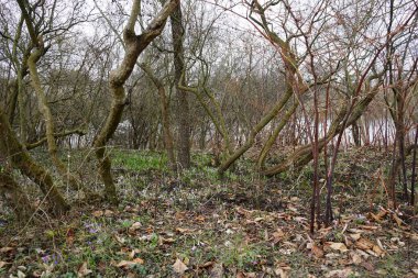 Crocus tommasinianus bitkileri Mart ayında Wuhlebecken kıyısında mor ile çiçek açarlar. Crocus tommasinianus (