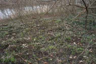 Crocus tommasinianus ve Galanthus nivalis Mart ayında Wuhlebecken kıyısında çiçek açarlar. Crocus tommasinianus (