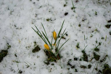 Mart ayında Crocus chrysanthus 'Zwanenburg Bronz' un sarı çiçekleri ve kar altında koyu renkli damarları vardır. Crocus chrysanthus, çiçekli bir bitki türüdür. Berlin, Almanya, Avrupa. 