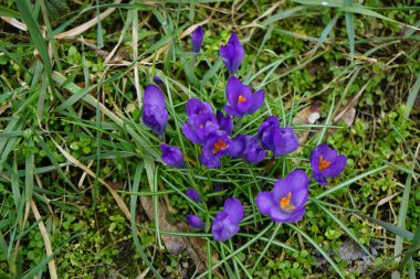 Crocus vernus 'Flower Record' Mart ayında koyu mor çiçeklerle çiçek açar. Crocus vernus, Iridaceae familyasından bir bitki türüdür. Berlin, Almanya. 