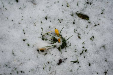 Mart ayında Crocus chrysanthus 'Zwanenburg Bronz' un sarı çiçekleri ve kar altında koyu renkli damarları vardır. Crocus chrysanthus, çiçekli bir bitki türüdür. Berlin, Almanya, Avrupa. 