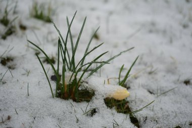 Crocus chrysanthus 'Romance' Mart ayında kar altında sarı çiçeklerle çiçek açar. Crocus chrysanthus, Crocus cinsinin bir çiçekli bitki türüdür. Berlin, Almanya. 