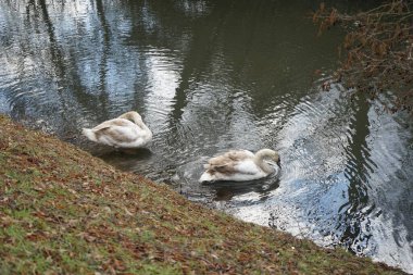 Mart ayında Wuhle Nehri kıyısında iki genç beyaz-kahverengi dilsiz kuğu su üzerindedir. Dilsiz kuğu (