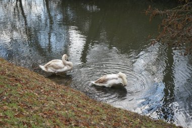 Mart ayında Wuhle Nehri kıyısında iki genç beyaz-kahverengi dilsiz kuğu su üzerindedir. Dilsiz kuğu (