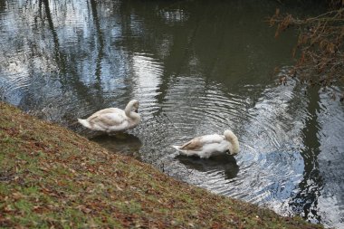 Mart ayında Wuhle Nehri kıyısında iki genç beyaz-kahverengi dilsiz kuğu su üzerindedir. Dilsiz kuğu (