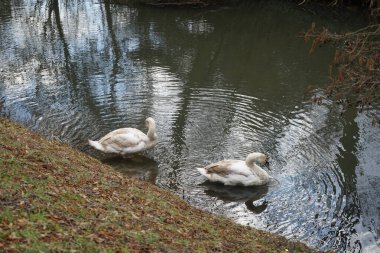 Mart ayında Wuhle Nehri kıyısında iki genç beyaz-kahverengi dilsiz kuğu su üzerindedir. Dilsiz kuğu (