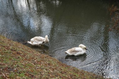 Mart ayında Wuhle Nehri kıyısında iki genç beyaz-kahverengi dilsiz kuğu su üzerindedir. Dilsiz kuğu (