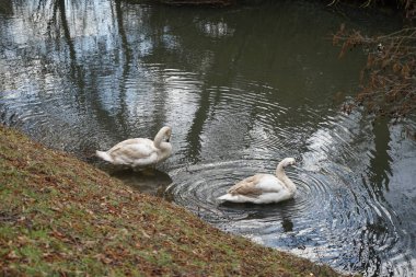 Mart ayında Wuhle Nehri kıyısında iki genç beyaz-kahverengi dilsiz kuğu su üzerindedir. Dilsiz kuğu (