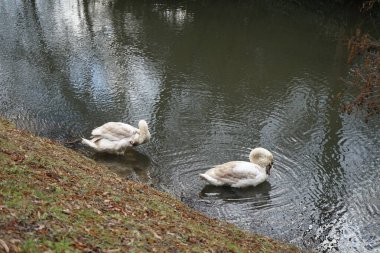 Mart ayında Wuhle Nehri kıyısında iki genç beyaz-kahverengi dilsiz kuğu su üzerindedir. Dilsiz kuğu (