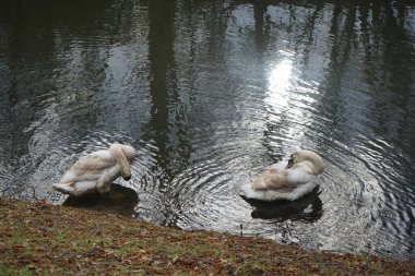 Mart ayında Wuhle Nehri kıyısında iki genç beyaz-kahverengi dilsiz kuğu su üzerindedir. Dilsiz kuğu (