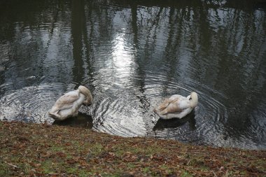 Mart ayında Wuhle Nehri kıyısında iki genç beyaz-kahverengi dilsiz kuğu su üzerindedir. Dilsiz kuğu (