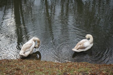Mart ayında Wuhle Nehri kıyısında iki genç beyaz-kahverengi dilsiz kuğu su üzerindedir. Dilsiz kuğu (