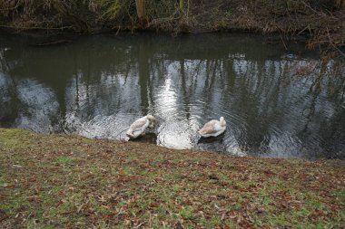 Mart ayında Wuhle Nehri kıyısında iki genç beyaz-kahverengi dilsiz kuğu su üzerindedir. Dilsiz kuğu (