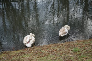 Mart ayında Wuhle Nehri kıyısında iki genç beyaz-kahverengi dilsiz kuğu su üzerindedir. Dilsiz kuğu (