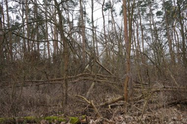 Mart ayında Berlin, Almanya ve Avrupa 'da bahar bitkilerinin, devrilmiş ağaçların, dalların ve sonbahar yapraklarının bulunduğu güzel bir orman.. 