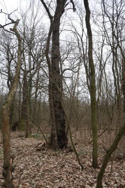 Mart ayında Berlin, Almanya ve Avrupa 'da bahar bitkilerinin, devrilmiş ağaçların, dalların ve sonbahar yapraklarının bulunduğu güzel bir orman.. 