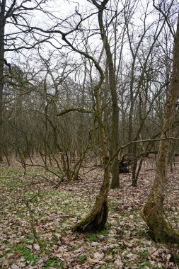 Mart ayında Berlin, Almanya ve Avrupa 'da bahar bitkilerinin, devrilmiş ağaçların, dalların ve sonbahar yapraklarının bulunduğu güzel bir orman.. 