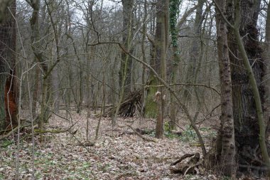 Mart ayında Berlin, Almanya ve Avrupa 'da bahar bitkilerinin, devrilmiş ağaçların, dalların ve sonbahar yapraklarının bulunduğu güzel bir orman.. 