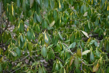 Euonymus 'un serveti Mart' ta büyür. Euonymus fortune, kısaca Euonymus Fortune 's spindle (kısaca Euonymus fortune), çiçekli bir bitki türüdür. Berlin, Almanya.