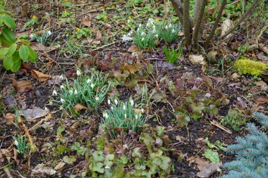 Galanthus nivalis bitkileri Mart ayında beyaz çiçeklerle çiçek açarlar. Galanthus nivalis, Galanthus cinsi içinde en çok bilinen ve yaygın olarak görülen kartopu türüdür. Berlin, Almanya. 