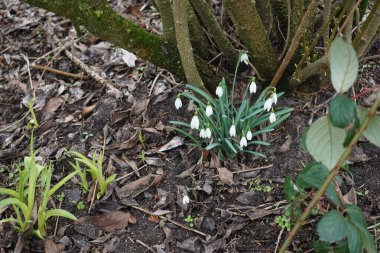 Galanthus nivalis bitkileri Mart ayında beyaz çiçeklerle çiçek açarlar. Galanthus nivalis, Galanthus cinsi içinde en çok bilinen ve yaygın olarak görülen kartopu türüdür. Berlin, Almanya. 