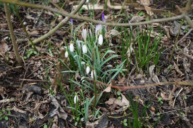 Crocus tommasinianus ve Galanthus nivalis Mart ayında çiçek açarlar. Crocus tommasinianus (