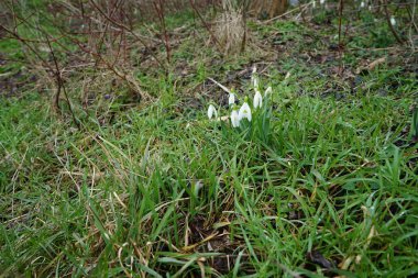 Galanthus nivalis bitkileri Mart ayında beyaz çiçeklerle çiçek açarlar. Galanthus nivalis, Galanthus cinsi içinde en çok bilinen ve yaygın olarak görülen kartopu türüdür. Berlin, Almanya. 