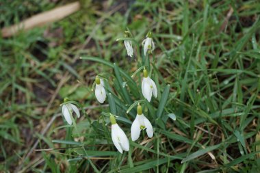 Galanthus nivalis bitkileri Mart ayında beyaz çiçeklerle çiçek açarlar. Galanthus nivalis, Galanthus cinsi içinde en çok bilinen ve yaygın olarak görülen kartopu türüdür. Berlin, Almanya. 